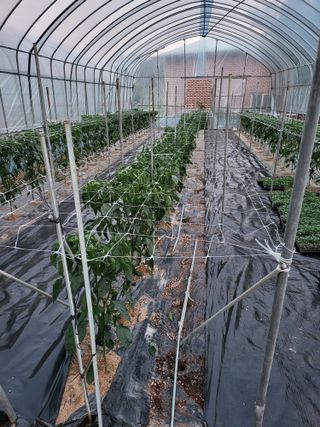 유경임님의 6월 내 작물 자랑하기🌱 · 참여글 작성글 사진