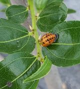 팜모닝 기타작물·병해충상담 게시글 이미지