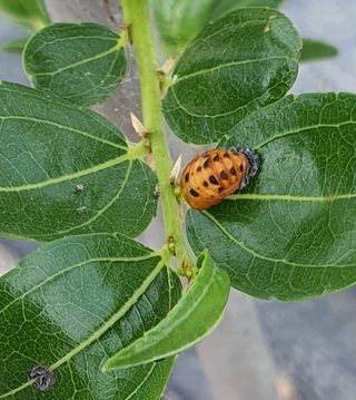 박병철님의 기타작물 · 병해충상담 작성글 사진