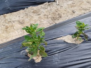 정찬용님의 6월 내 작물 자랑하기🌱 · 참여글 작성글 사진