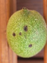 팜모닝 농사, 무엇이든 물어보세요!·참여글 게시글 이미지