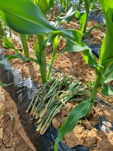 팜모닝 옥수수·병해충상담 게시글 이미지