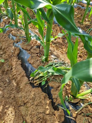 이병남님의 옥수수 · 병해충상담 작성글 사진