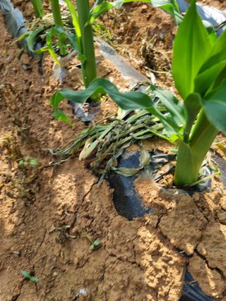 이병남님의 옥수수 · 병해충상담 작성글 사진