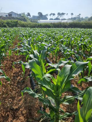 이병남님의 옥수수 · 병해충상담 작성글 사진