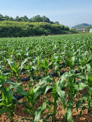 이병남님의 옥수수 · 병해충상담 작성글 사진