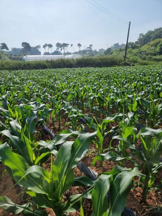 이병남님의 옥수수 · 병해충상담 작성글 사진