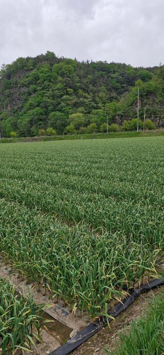 펠렛전문이부장님의 자유주제 · 자유게시판 작성글 사진