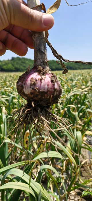 펠렛전문이부장님의 자유주제 · 자유게시판 작성글 사진