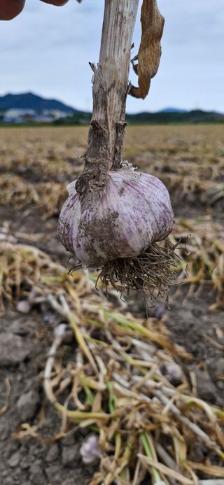 펠렛전문이부장님의 자유주제 · 자유게시판 작성글 사진