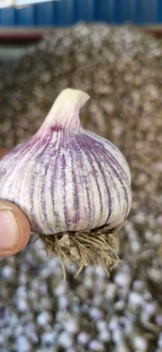 펠렛전문이부장님의 자유주제 · 자유게시판 작성글 사진