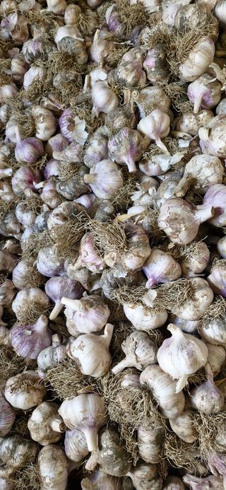 펠렛전문이부장님의 자유주제 · 자유게시판 작성글 사진