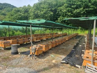 오소리와꿀벌들님의 자유주제 · 자유게시판 작성글 사진