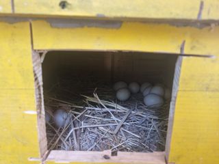 오소리와꿀벌들님의 자유주제 · 자유게시판 작성글 사진