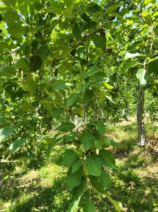 김복덕님의 6월 내 작물 자랑하기🌱 · 참여글 작성글 사진