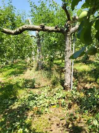 김복덕님의 6월 내 작물 자랑하기🌱 · 참여글 작성글 사진