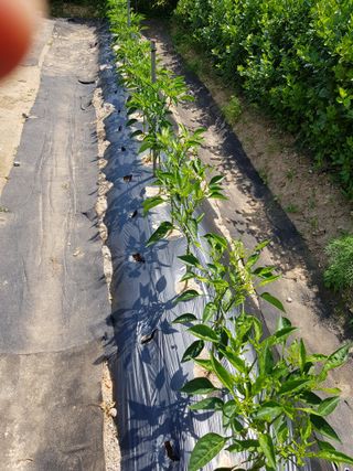 강서구님의 고추 · 병해충상담 작성글 사진