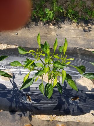 강서구님의 고추 · 병해충상담 작성글 사진