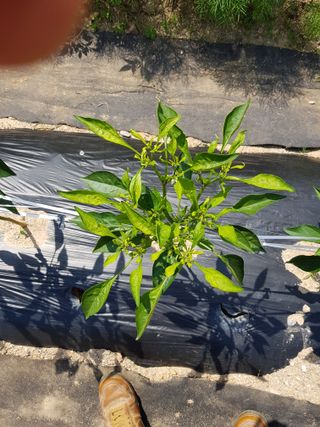 강서구님의 고추 · 병해충상담 작성글 사진