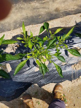 강서구님의 고추 · 병해충상담 작성글 사진