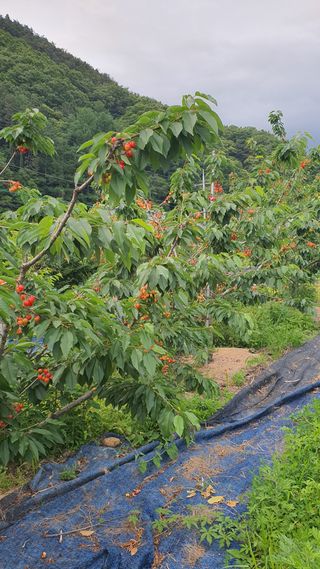 박만길님의 자유주제 · 자유게시판 작성글 사진