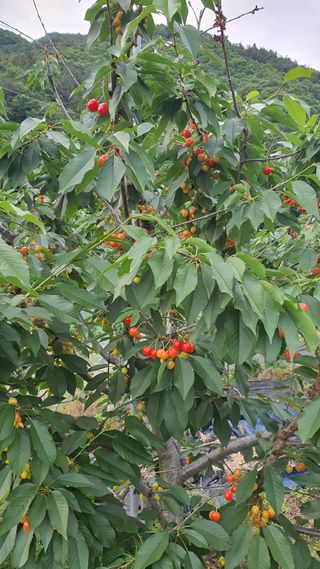 박만길님의 자유주제 · 자유게시판 작성글 사진