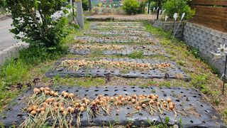 삼례텃밭지기님의 양파 · 영농일지 작성글 사진