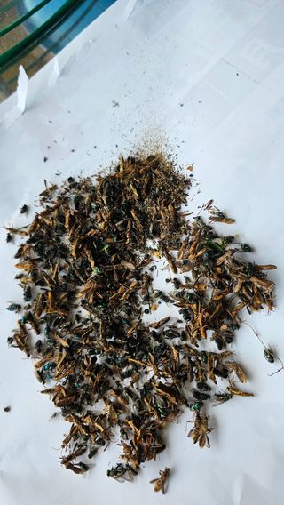 강원송이님의 자두 · 영농일지 작성글 사진