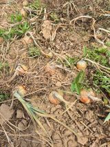 팜모닝 양파·자유게시판 게시글 이미지