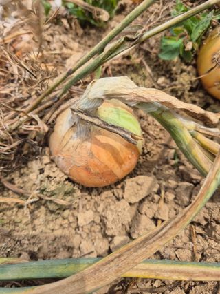 농업드론방제(전북)님의 양파 · 자유게시판 작성글 사진