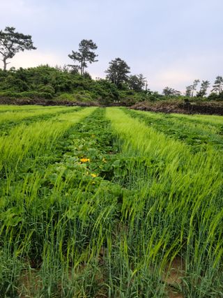 강종선님의 6월 내 작물 자랑하기🌱 · 참여글 작성글 사진