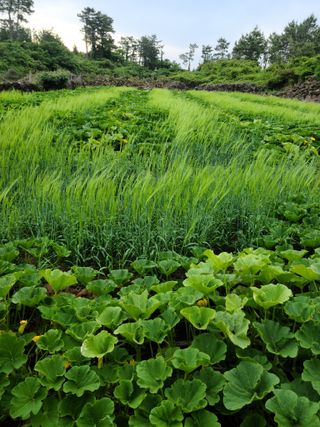 강종선님의 6월 내 작물 자랑하기🌱 · 참여글 작성글 사진