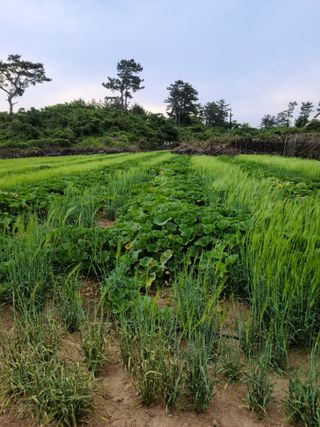 강종선님의 6월 내 작물 자랑하기🌱 · 참여글 작성글 사진