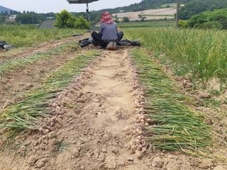유희봉님의 6월 내 작물 자랑하기🌱 · 참여글 작성글 사진