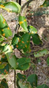 팜모닝 농사, 무엇이든 물어보세요!·참여글 게시글 이미지