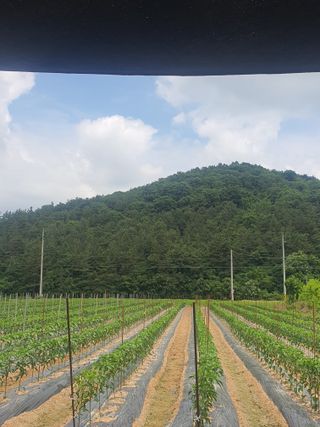 김연후님의 6월 내 작물 자랑하기🌱 · 참여글 작성글 사진