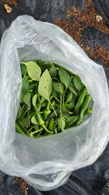 팜모닝 고추·영농일지 게시글 이미지