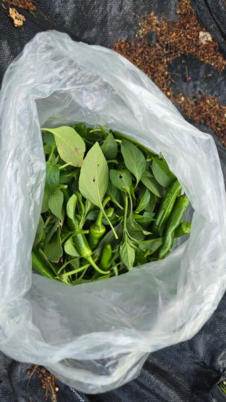 이종애님의 고추 · 영농일지 작성글 사진