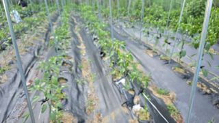 이종애님의 고추 · 영농일지 작성글 사진