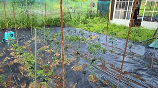 이종애님의 고추 · 영농일지 작성글 사진