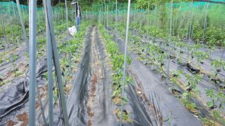 이종애님의 고추 · 영농일지 작성글 사진