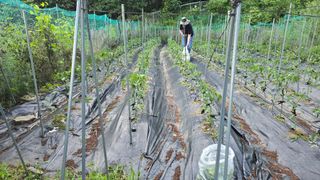 이종애님의 고추 · 영농일지 작성글 사진