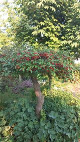 팜모닝 자유주제·자유게시판 게시글 이미지