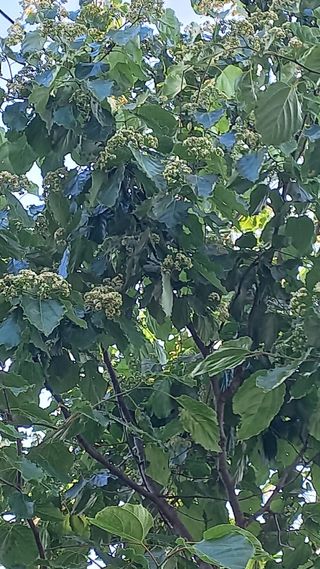 포포나무=항암나무님의 자유주제 · 자유게시판 작성글 사진