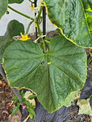 제주박님의 오이 · 병해충상담 작성글 사진