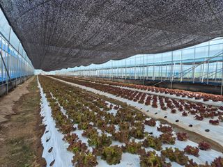 아침상추님의 상추 · 영농일지 작성글 사진