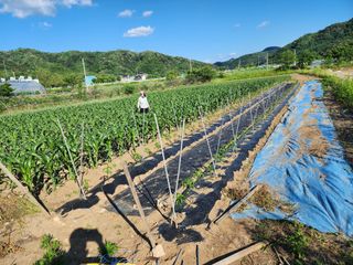 강촌지기님의 6월 내 작물 자랑하기🌱 · 참여글 작성글 사진