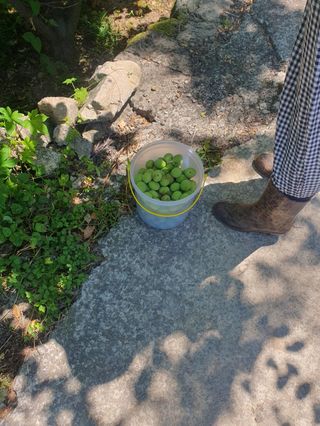 향양농장 사랑합니다님의 매실 · 자유게시판 작성글 사진