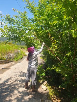 향양농장 사랑합니다님의 매실 · 자유게시판 작성글 사진