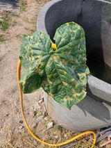 팜모닝 오이·병해충상담 게시글 이미지